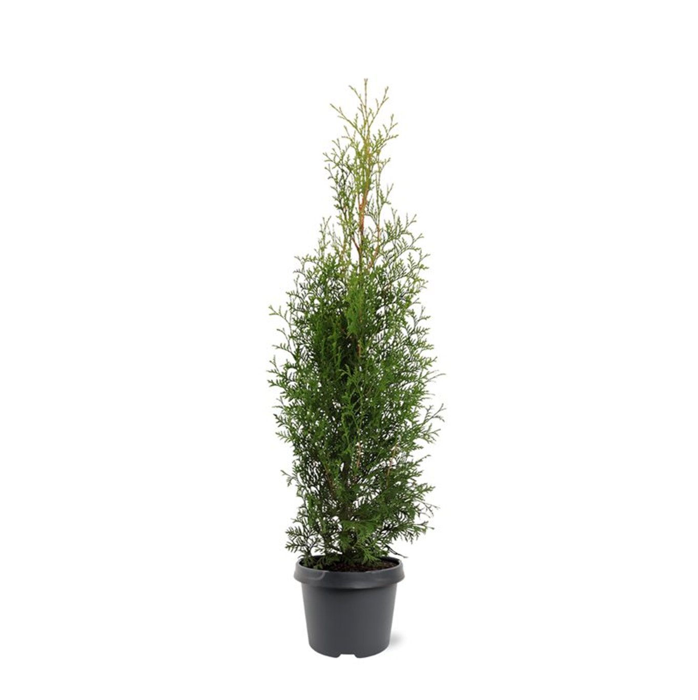 Thuja occ. 'King of Brabant' - C3 60-80 CM